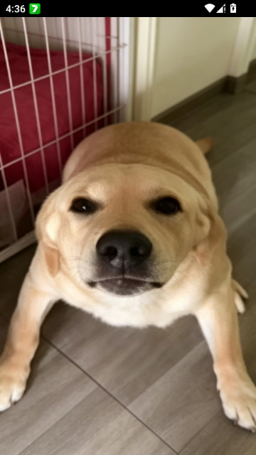 大狗大狗叫叫叫免费版