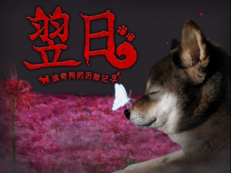 翌日波奇狗的历险记正版