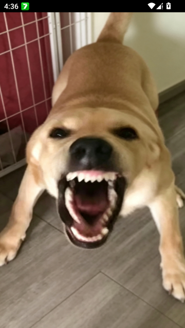 大狗大狗叫叫叫免费版