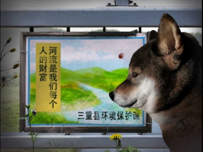 翌日波奇狗的历险记正版