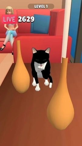 滑稽的猫