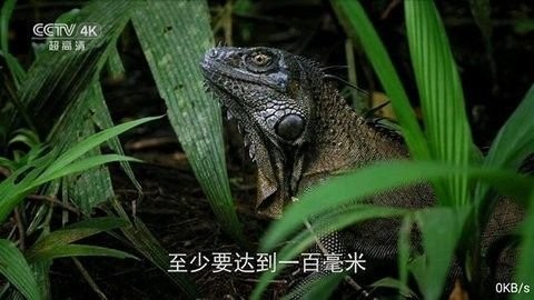 全网通tv盒子APP